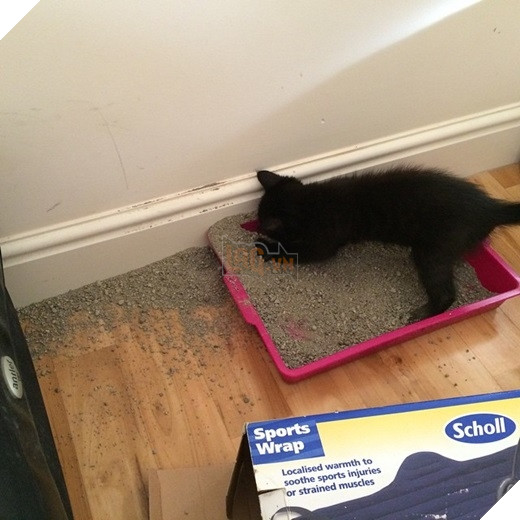 23 “nỗi niềm thầm kín” chỉ hội yêu mèo mới hiểu 20