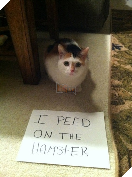 23 “nỗi niềm thầm kín” chỉ hội yêu mèo mới hiểu 21