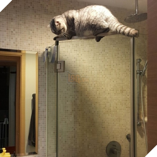 23 “nỗi niềm thầm kín” chỉ hội yêu mèo mới hiểu 22