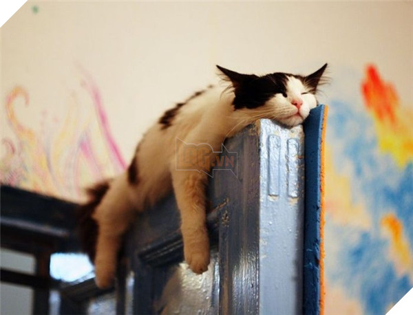 23 “nỗi niềm thầm kín” chỉ hội yêu mèo mới hiểu 7