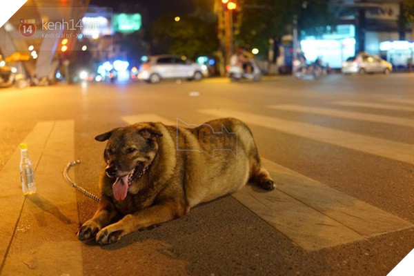 Chú chó gây sốt mạng xã hội Việt vì thân hình siêu béo  - Ảnh 5.