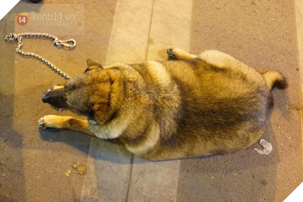 Chú chó gây sốt mạng xã hội Việt vì thân hình siêu béo  - Ảnh 6.