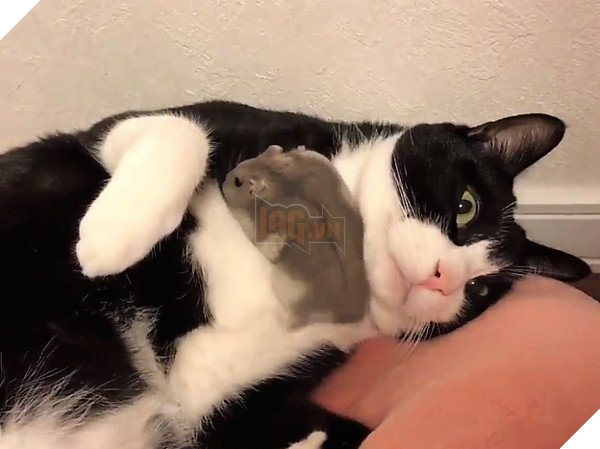 Thức dậy và thấy chuột chạy trên người, phản ứng sau đó của chú mèo khiến dân mạng cười lăn: Không thể đoán trước được 3