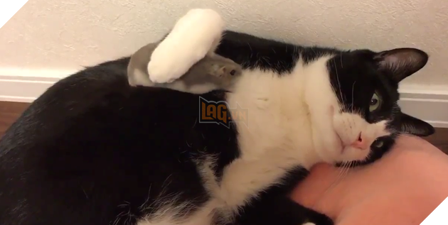 Thức dậy và thấy chuột chạy trên người, phản ứng sau đó của chú mèo khiến dân mạng cười lăn: Không thể đoán trước được 4