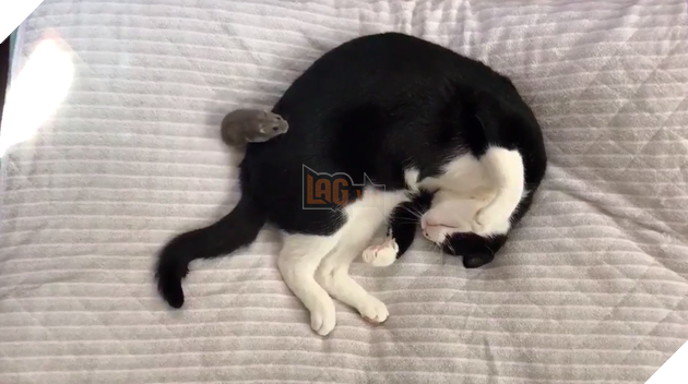 Thức dậy và thấy chuột chạy trên người, phản ứng sau đó của chú mèo khiến dân mạng cười lăn: Không thể đoán trước được 9