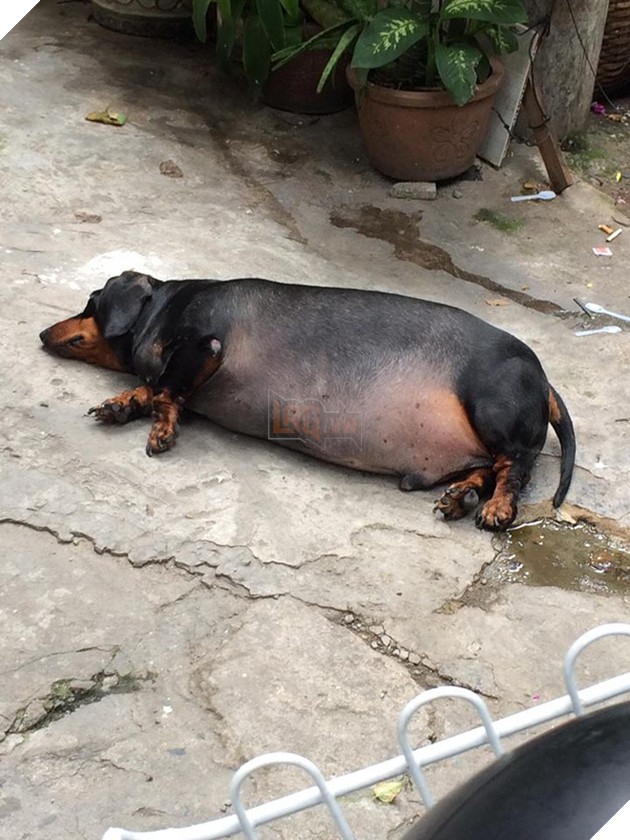 Chú chó gây sốt mạng xã hội Việt vì thân hình siêu béo  - Ảnh 1.