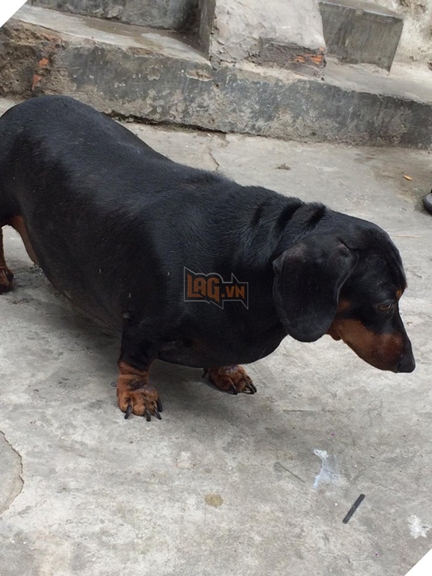 Chú chó gây sốt mạng xã hội Việt vì thân hình siêu béo  - Ảnh 2.