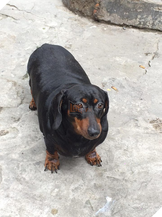 Chú chó gây sốt mạng xã hội Việt vì thân hình siêu béo  - Ảnh 3.