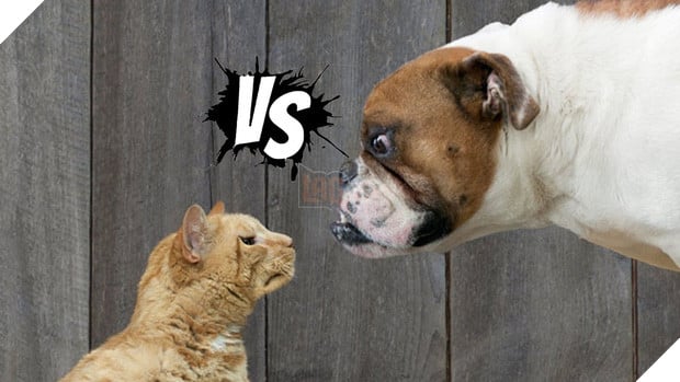 Chó hay mèo yêu con người hơn? Đã có kết luận chính thức từ khoa học! - Ảnh 1.