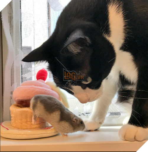 Thức dậy và thấy chuột chạy trên người, phản ứng sau đó của chú mèo khiến dân mạng cười lăn: Không thể đoán trước được 8