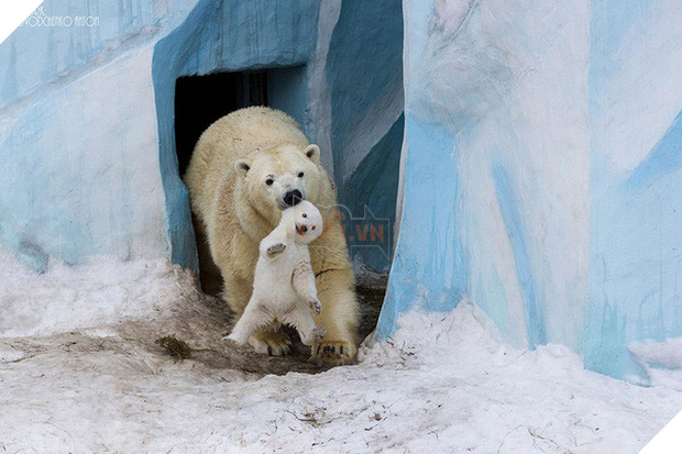 17 khoảnh khắc đáng yêu của các gia đình động vật trên khắp thế gian - Ảnh 1.