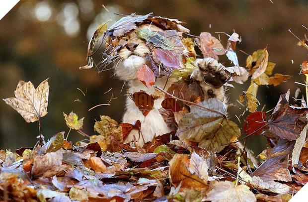 17 khoảnh khắc hồn nhiên giữa trời thu của các bé động vật - Ảnh 1.