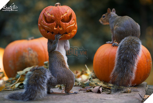 17 khoảnh khắc hồn nhiên giữa trời thu của các bé động vật - Ảnh 3.