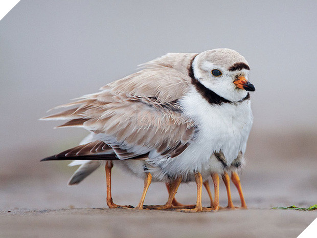 17 khoảnh khắc đáng yêu của các gia đình động vật trên khắp thế gian - Ảnh 19.