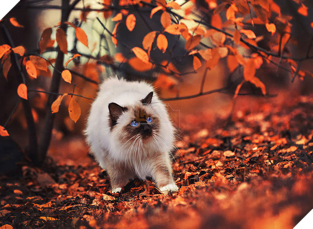 17 khoảnh khắc hồn nhiên giữa trời thu của các bé động vật - Ảnh 21.