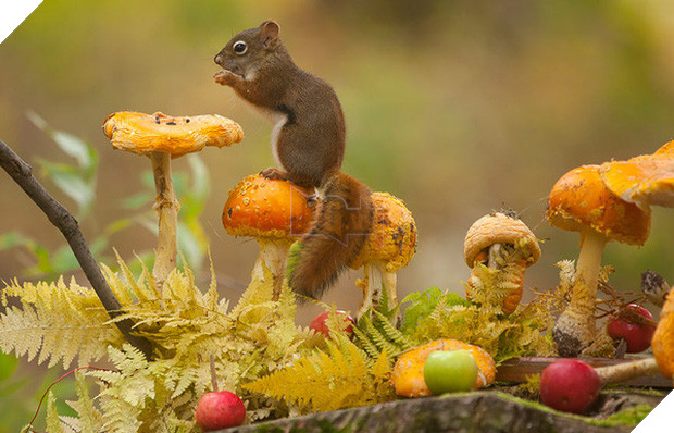 17 khoảnh khắc hồn nhiên giữa trời thu của các bé động vật - Ảnh 23.