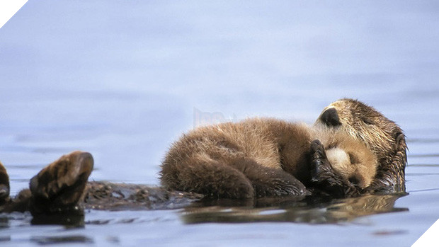 17 khoảnh khắc đáng yêu của các gia đình động vật trên khắp thế gian - Ảnh 22.