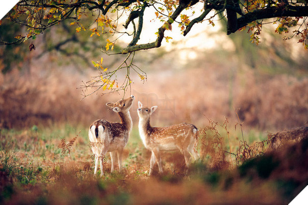 17 khoảnh khắc hồn nhiên giữa trời thu của các bé động vật - Ảnh 25.