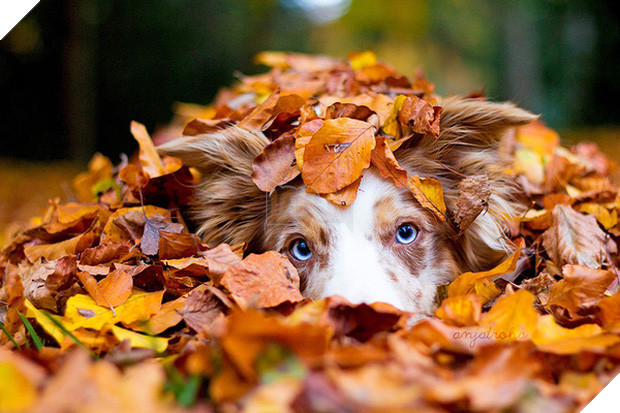 17 khoảnh khắc hồn nhiên giữa trời thu của các bé động vật - Ảnh 27.