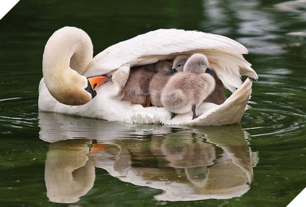 17 khoảnh khắc đáng yêu của các gia đình động vật trên khắp thế gian - Ảnh 26.