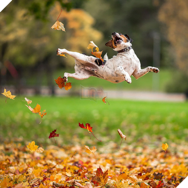 17 khoảnh khắc hồn nhiên giữa trời thu của các bé động vật - Ảnh 29.