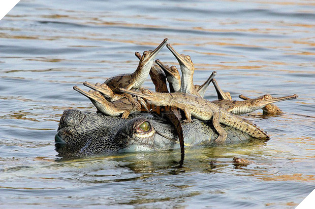 17 khoảnh khắc đáng yêu của các gia đình động vật trên khắp thế gian - Ảnh 30.