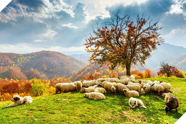 17 khoảnh khắc hồn nhiên giữa trời thu của các bé động vật - Ảnh 31.