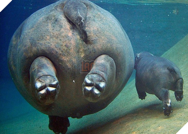 17 khoảnh khắc đáng yêu của các gia đình động vật trên khắp thế gian - Ảnh 32.