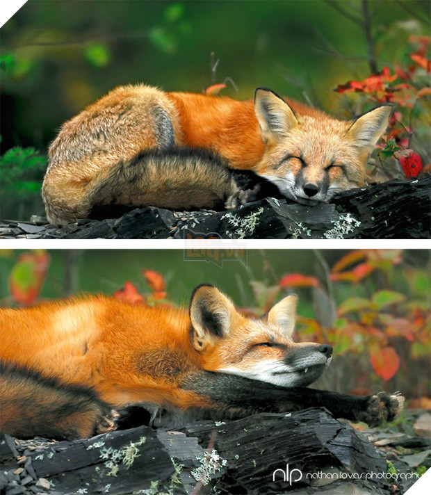 17 khoảnh khắc hồn nhiên giữa trời thu của các bé động vật - Ảnh 33.