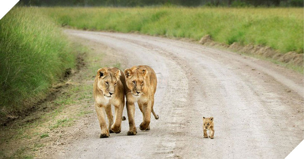 17 khoảnh khắc đáng yêu của các gia đình động vật trên khắp thế gian - Ảnh 3.