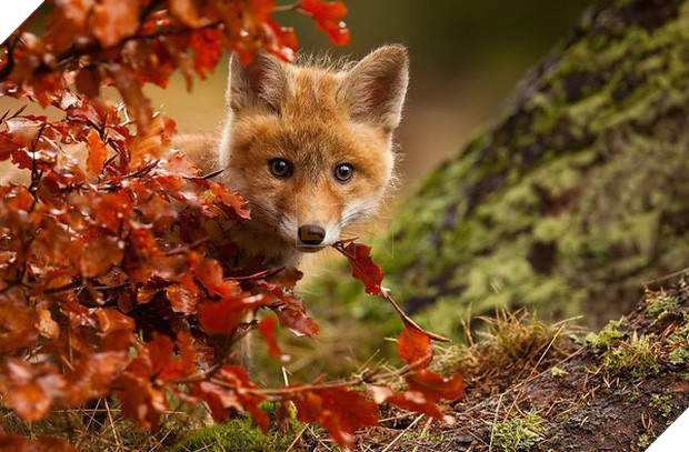 17 khoảnh khắc hồn nhiên giữa trời thu của các bé động vật - Ảnh 5.