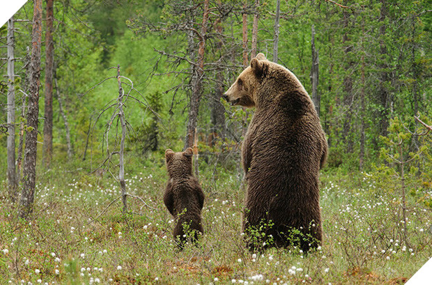 17 khoảnh khắc đáng yêu của các gia đình động vật trên khắp thế gian - Ảnh 34.