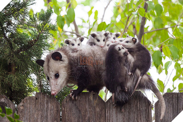 17 khoảnh khắc đáng yêu của các gia đình động vật trên khắp thế gian - Ảnh 5.