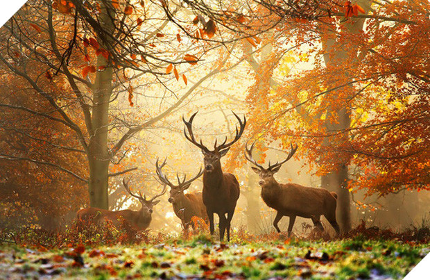 17 khoảnh khắc hồn nhiên giữa trời thu của các bé động vật - Ảnh 7.