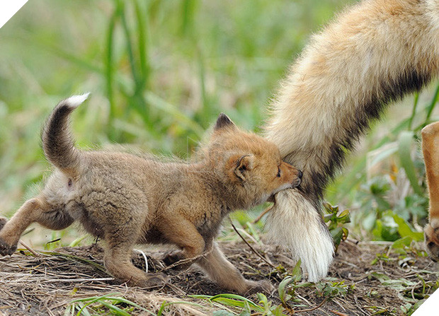 17 khoảnh khắc đáng yêu của các gia đình động vật trên khắp thế gian - Ảnh 7.