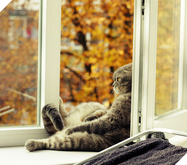 17 khoảnh khắc hồn nhiên giữa trời thu của các bé động vật - Ảnh 9.