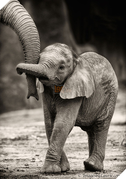 17 khoảnh khắc đáng yêu của các gia đình động vật trên khắp thế gian - Ảnh 9.