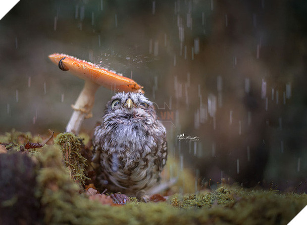 17 khoảnh khắc hồn nhiên giữa trời thu của các bé động vật - Ảnh 11.