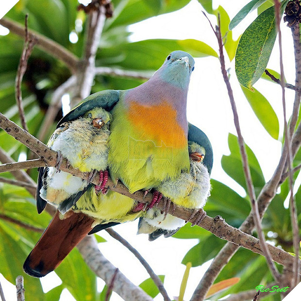 17 khoảnh khắc đáng yêu của các gia đình động vật trên khắp thế gian - Ảnh 11.