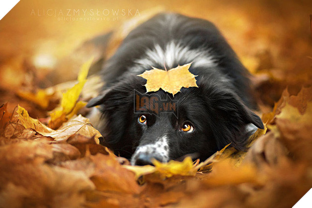 17 khoảnh khắc hồn nhiên giữa trời thu của các bé động vật - Ảnh 13.