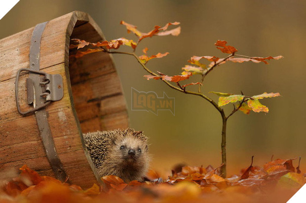 17 khoảnh khắc hồn nhiên giữa trời thu của các bé động vật - Ảnh 15.