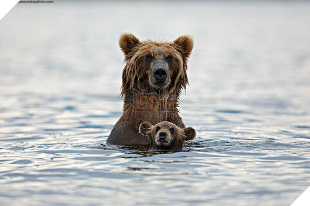 17 khoảnh khắc đáng yêu của các gia đình động vật trên khắp thế gian - Ảnh 15.