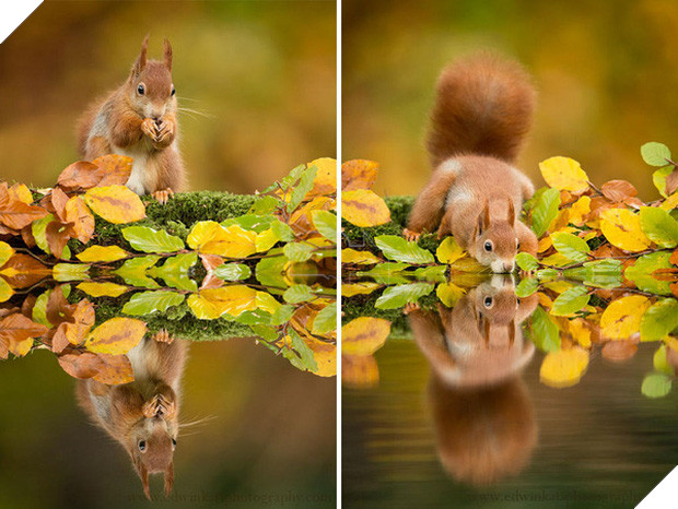 17 khoảnh khắc hồn nhiên giữa trời thu của các bé động vật - Ảnh 17.