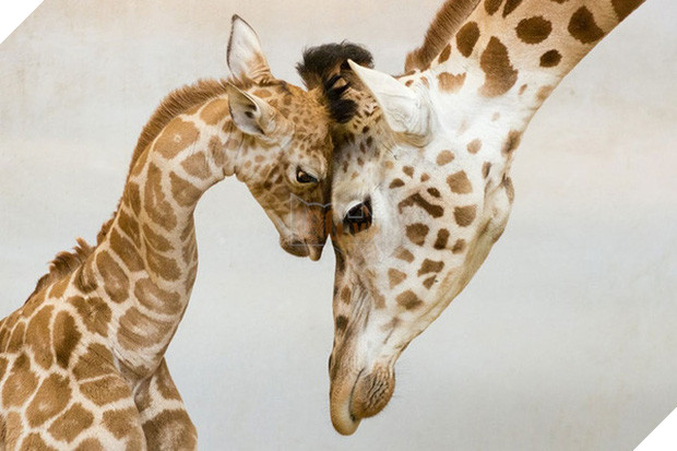 17 khoảnh khắc đáng yêu của các gia đình động vật trên khắp thế gian - Ảnh 17.