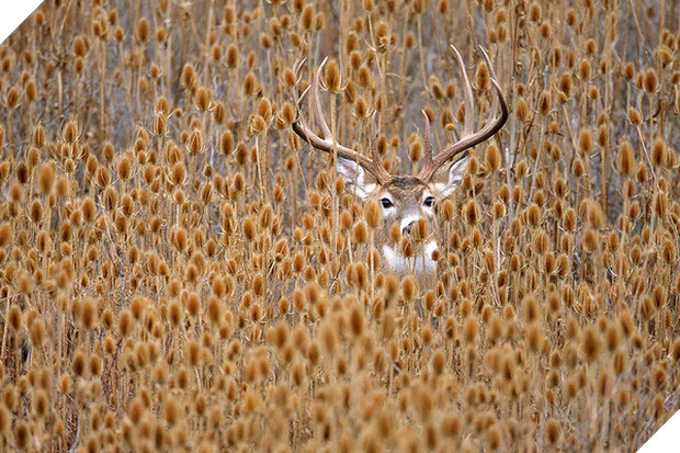 17 khoảnh khắc hồn nhiên giữa trời thu của các bé động vật - Ảnh 19.