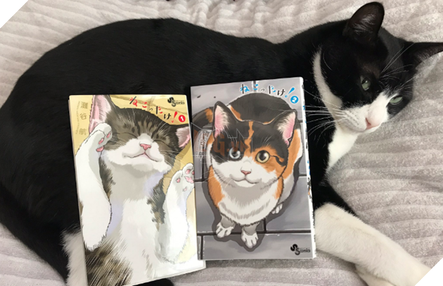 Thức dậy và thấy chuột chạy trên người, phản ứng sau đó của chú mèo khiến dân mạng cười lăn: Không thể đoán trước được 2