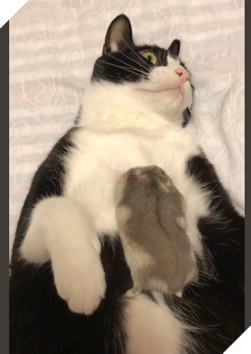 Thức dậy và thấy chuột chạy trên người, phản ứng sau đó của chú mèo khiến dân mạng cười lăn: Không thể đoán trước được 6