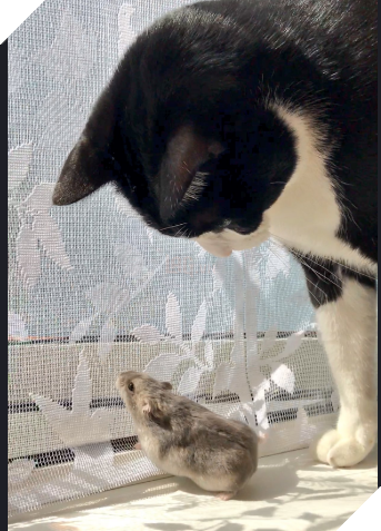 Thức dậy và thấy chuột chạy trên người, phản ứng sau đó của chú mèo khiến dân mạng cười lăn: Không thể đoán trước được 7