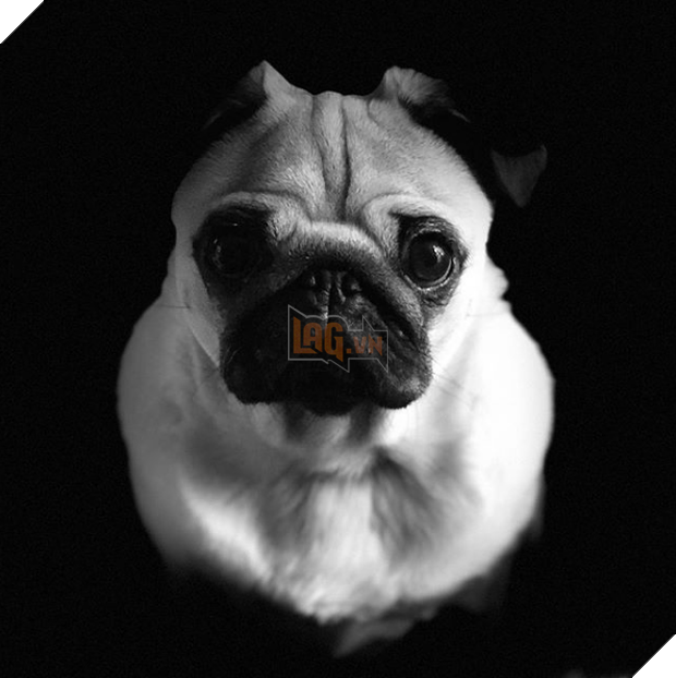 Bạn chắc chắn sẽ không tin những tấm hình này được chụp bằng iPhone 8 - Ảnh 4.