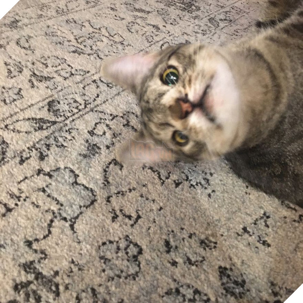 Cô mèo hoang đổi đời nhờ vào đôi mắt lác có một không hai - Ảnh 19.